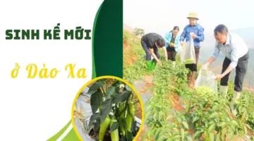 أساليب عيش جديدة في داو زا